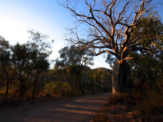 This part of the country does a very fine line indeed in boab trees
