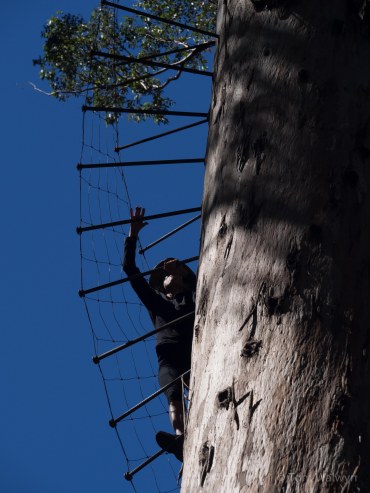 Wonderfully, preposterously unguarded.  Climbing 75m up the Bicentennial Tree.  An understated notice asks caution in the event of rain and high wind - the only concession to a world that doesn't seem to credit people with the sense to look out for themselves