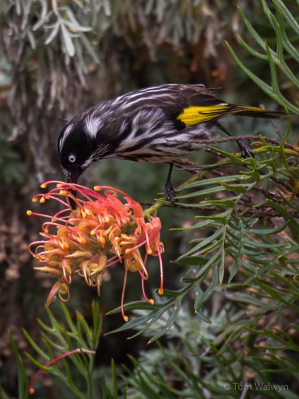 The locals - just outside the bedroom window