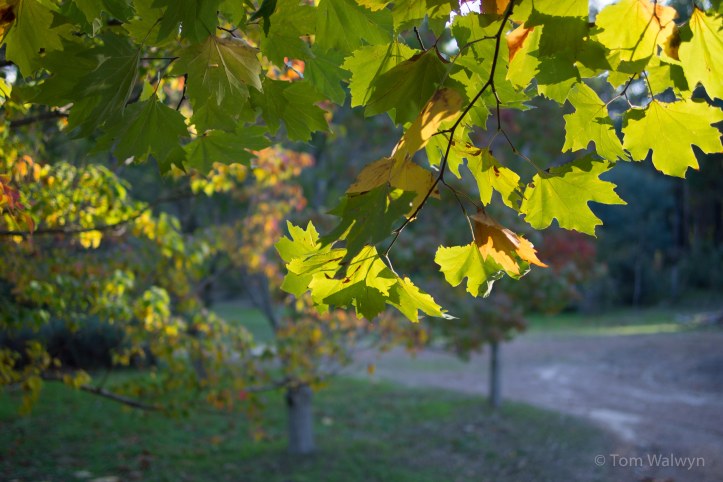 Early autumn filtered light.  