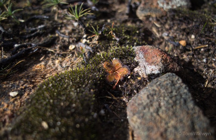 We're a bit out of their league - the smaller of the local carnivores