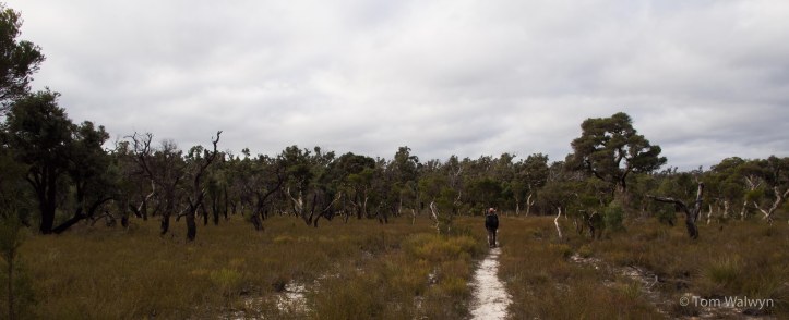 Sometime wooded, and here more open; the trail passes under our feet.