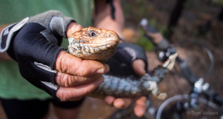 Cold slowed and lazing in mid-trail; Scott's introduced to one of the locals by Tim
