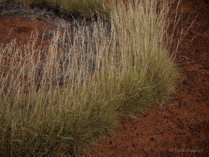Not all was so friendly - the Spinifex grass was best avoided with a careful margin for fear of carrying the tips in feet and hands