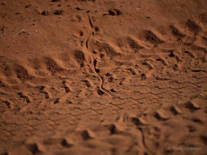 Lizard escape tracks - they would run along the middle of the track before a sharp right angle turn into the bushes (Panasonic zoom 100mm f/2.8)
