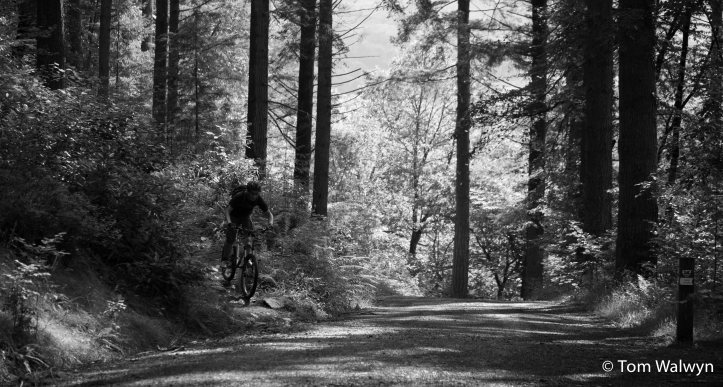Emerging onto the final fire-road and not too far from a well deserved cafe stop