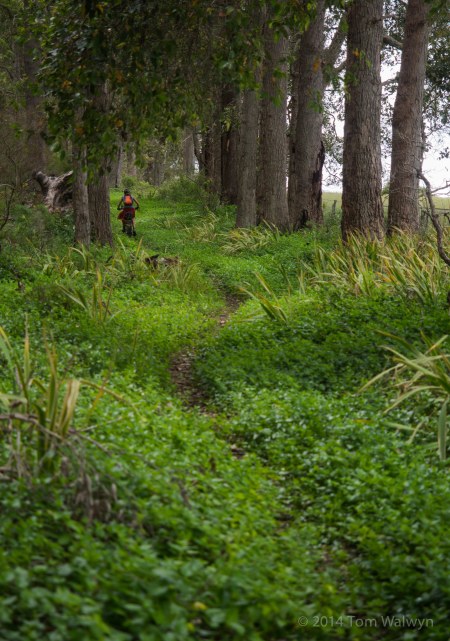Wending through green