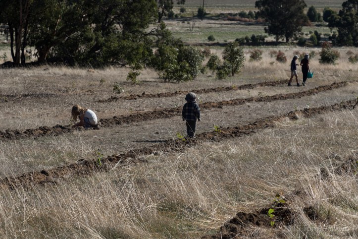 Next morning when we're helping out with some biomass planting (trees) it looks as if she may have given him the slip