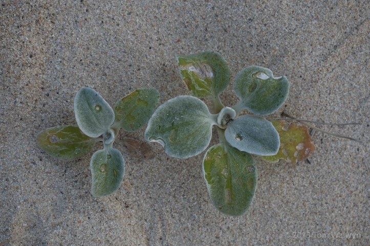 Camp is in amongst the dunes