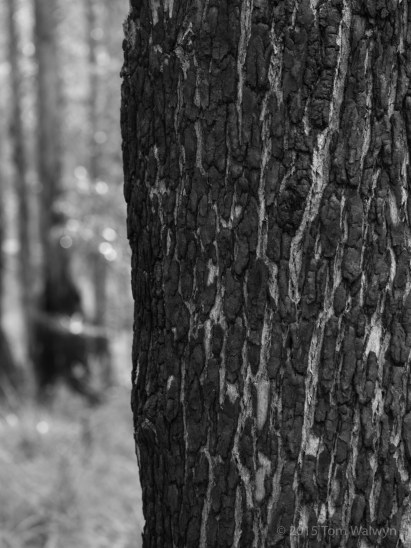 The marks of fires past are ever-present