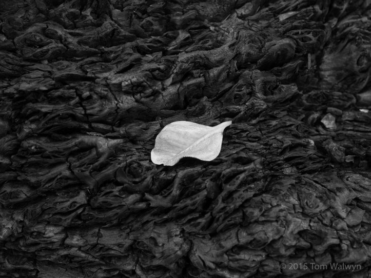 Burnt, but other signs of life returning